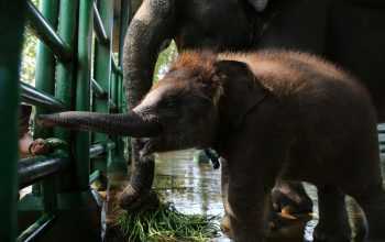 Rocky Balboa, seekor gajah sumatra yang baru lahir di Kebun Binatang Surabaya. | Sumber: JPNN