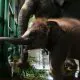 Rocky Balboa, seekor gajah sumatra yang baru lahir di Kebun Binatang Surabaya. | Sumber: JPNN