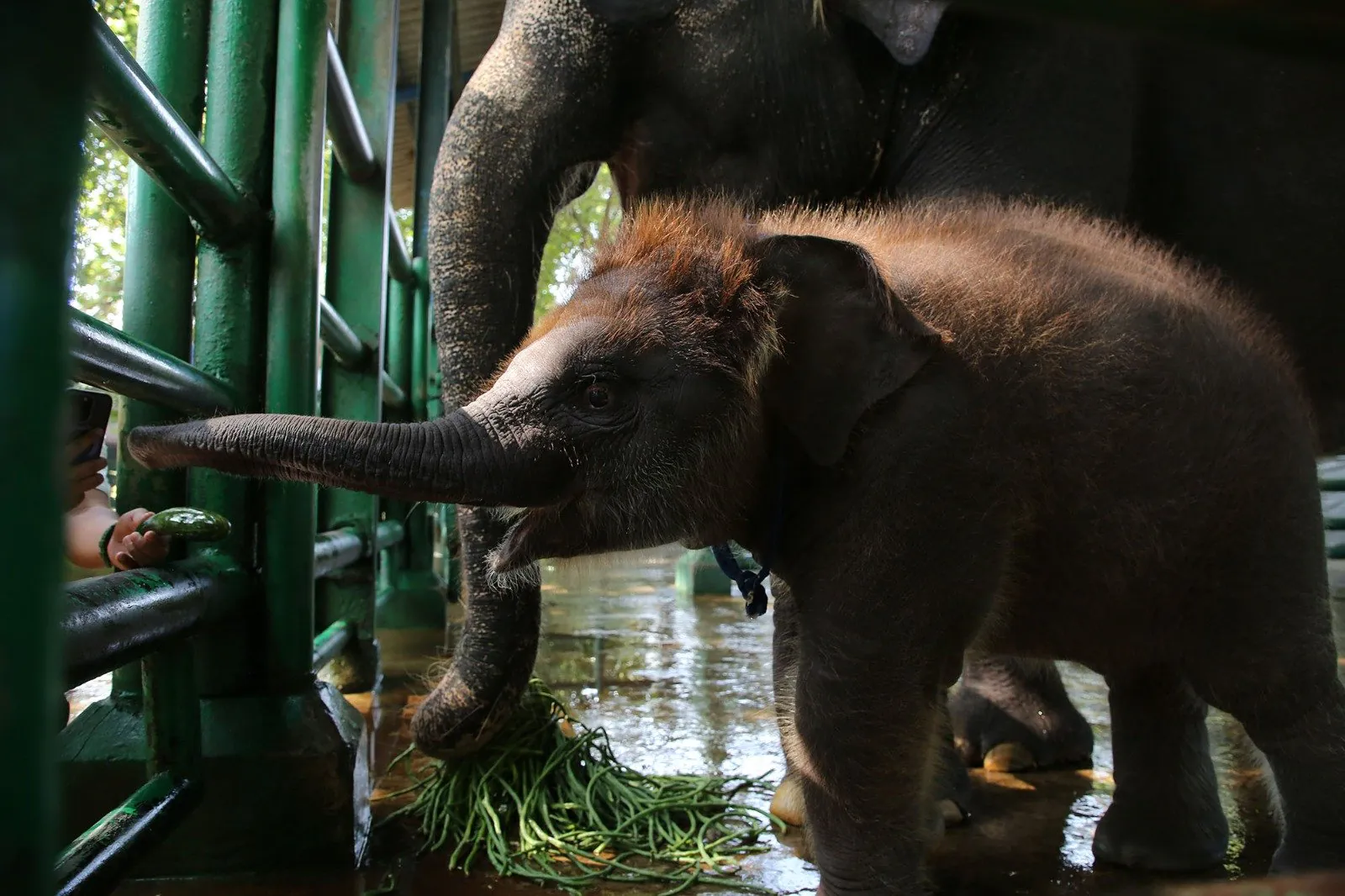 Rocky Balboa, seekor gajah sumatra yang baru lahir di Kebun Binatang Surabaya. | Sumber: JPNN