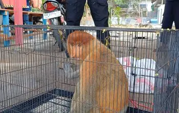 Seekor bekantan yang masuk Pondok Pesantren Darul Ulum dan kemudian dievakuasi oleh warga. | Foto: BKSDA Pos Jaga Sampit