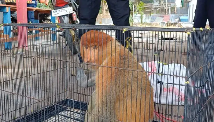 Seekor Bekantan Masuk Pondok Pesantren di Sampit