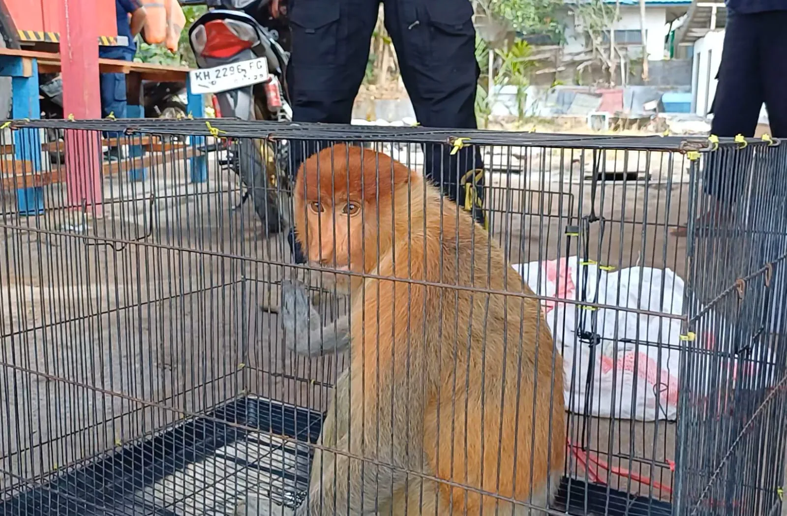 Seekor bekantan yang masuk Pondok Pesantren Darul Ulum dan kemudian dievakuasi oleh warga. | Foto: BKSDA Pos Jaga Sampit