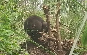 Ilustrasi beruang madu (Helarctos malayanus) yang merupakan satwa dilindungi. | Foto: Dok. Polsek Pintu Rime Gayo