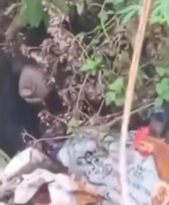 Tangkapan layar dari video amatir yang menunjukkan beruang madu berada di tempat pembuangan sampah. | Foto: Video amatir warga