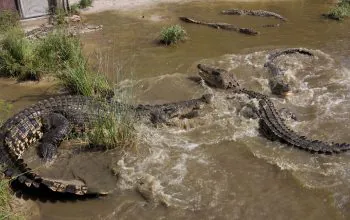 Ilustrasi buaya muara (Crocodylus porosus). | Foto: Finlan A/Garda Animalia