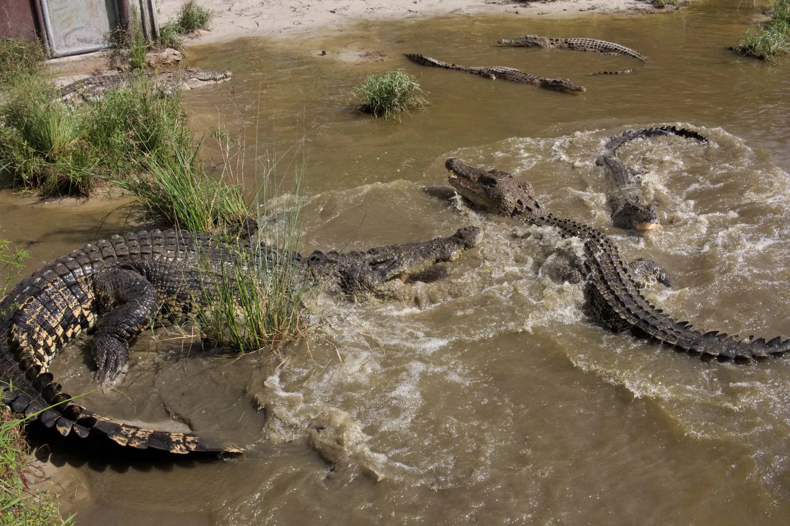 Ilustrasi buaya muara (Crocodylus porosus). | Foto: Finlan A/Garda Animalia