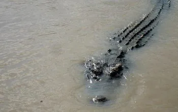 Ilustrasi buaya muara (Crocodylus porosus). | Foto: Matt/Wikibuku