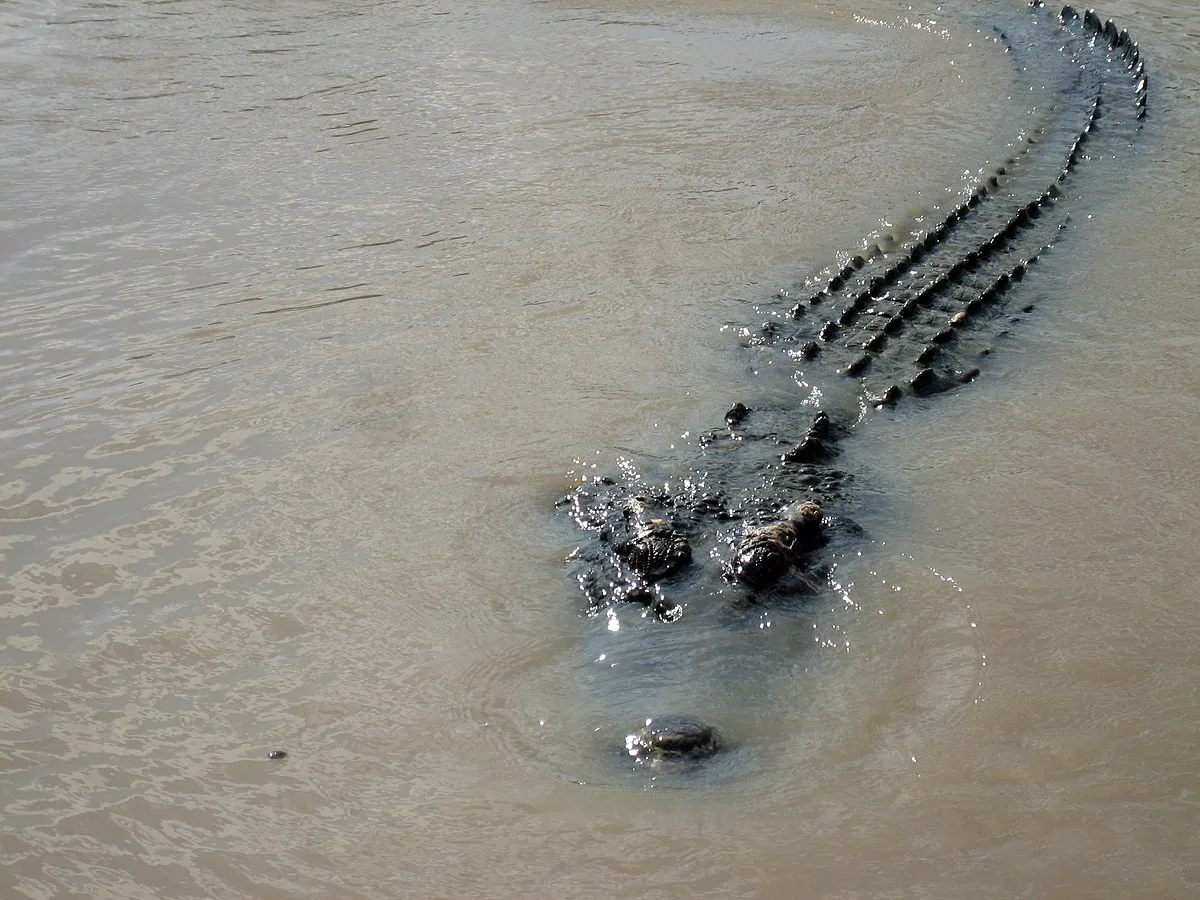 Ilustrasi buaya muara (Crocodylus porosus). | Foto: Matt/Wikibuku