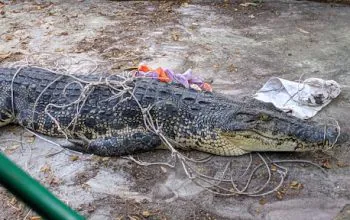 Buaya yang diserahkan warga Desa Delas, Kecamatan Air Gegas, Kabupaten Bangka Selatan pada Selasa (30/7/2024). | Foto: Andre/Alobi Foundation