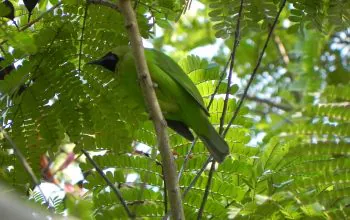 Ilustrasi cucak daun-besar atau cica daun-besar (Chloropsis sonnerati), salah satu spesies burung yang akan dilepasliarkan di sekitar IKN oleh BKSDA Kalimantan Timur. | Foto: Awantika Bijwe/Wikimedia Commons