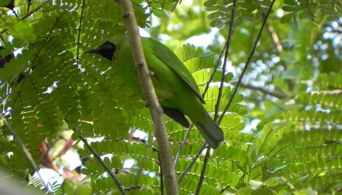 100 Burung Langka sampai di Kaltim untuk Dilepasliarkan di IKN