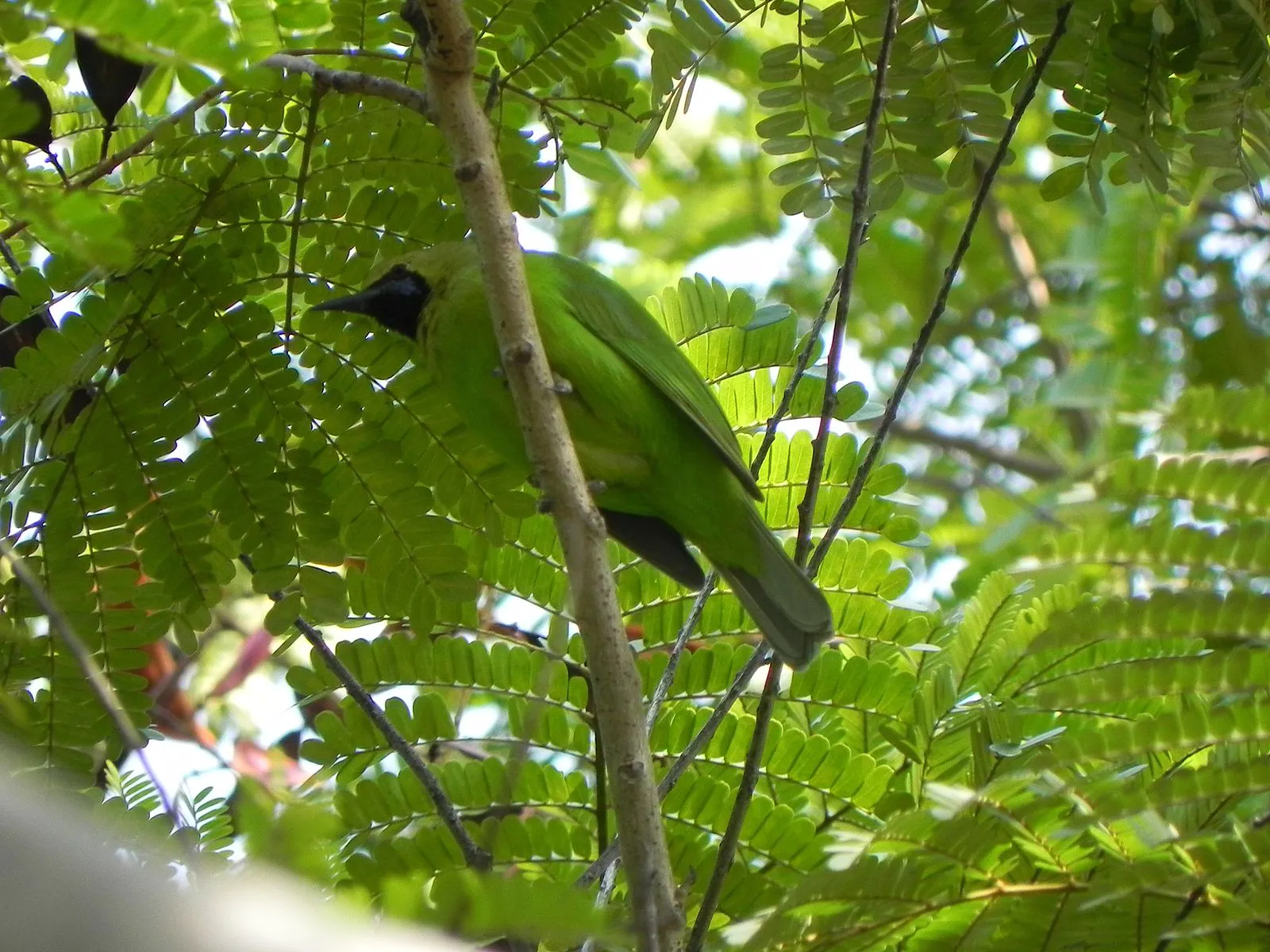 Ilustrasi cucak daun-besar atau cica daun-besar (Chloropsis sonnerati), salah satu spesies burung yang akan dilepasliarkan di sekitar IKN oleh BKSDA Kalimantan Timur. | Foto: Awantika Bijwe/Wikimedia Commons