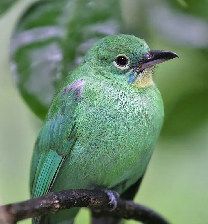 Ilustrasi Chloropsis sonnerati. | Foto: Doug Janson/Wikipedia