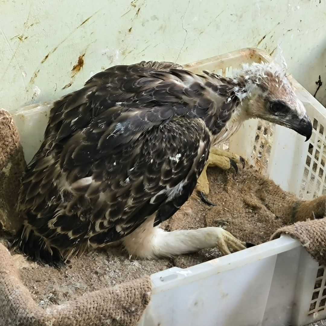 Elang brontok korban tindak pidana TSL yang dilepasliarkan. | Foto: Instagram BKSDA Jambi