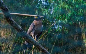 Elangular bido yang akan dilepasliarkan di kaki Gunung Sawal, Rabu (21/8/2024). | Foto: Wawan/Garda Animalia