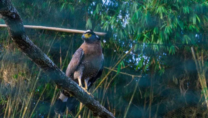 Toleng dan Maxi, Sepasang Elangular Bido yang Pulang ke Habitat