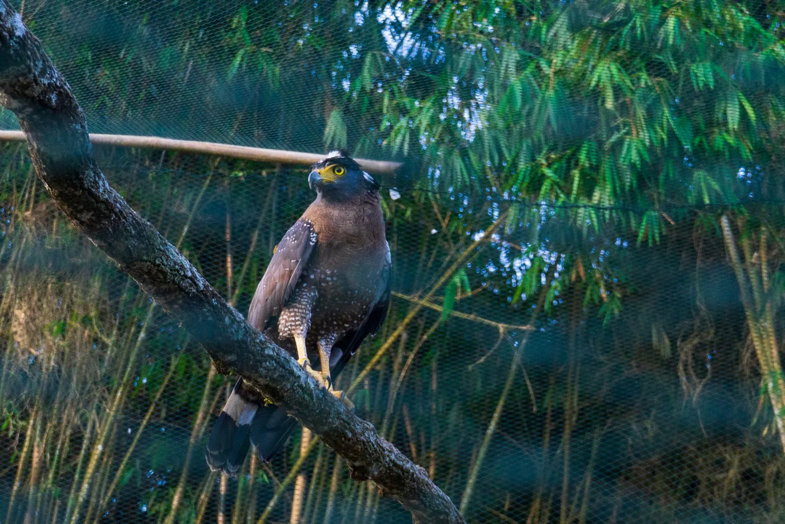 Elangular bido yang akan dilepasliarkan di kaki Gunung Sawal, Rabu (21/8/2024). | Foto: Wawan/Garda Animalia