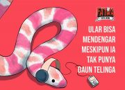 Fakta Satwa (FATWA): Ular tetap bisa mendengar walaupun tak punya daun telinga. | Ilustrasi oleh Hasbi Ilman