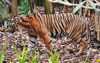 Ilustrasi harimau sumatera (Panthera tigris sumatrae). | Foto: Fir0002/Flagstaffotos diunduh dari Wikimedia Commons