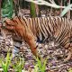 Ilustrasi harimau sumatera (Panthera tigris sumatrae). | Foto: Fir0002/Flagstaffotos diunduh dari Wikimedia Commons