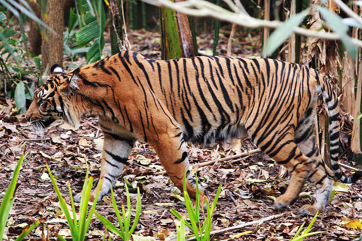 Ilustrasi harimau sumatera (Panthera tigris sumatrae). | Foto: Fir0002/Flagstaffotos diunduh dari Wikimedia Commons