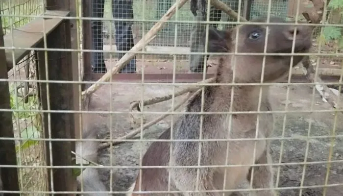 Kangguru Pohon Selamat usai Terjebak di Kebun Talun