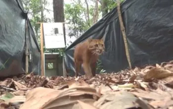 Pelepaliaran kucing emas dan owa siamang di TWA Jantho, Kabupaten Aceh Besar, Provinsi Aceh. | Sumber: BKSDA Aceh/Tangkapan layar