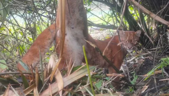 Terjerat di Kebun, Kaki Kanan Kucing Emas Alami Memar