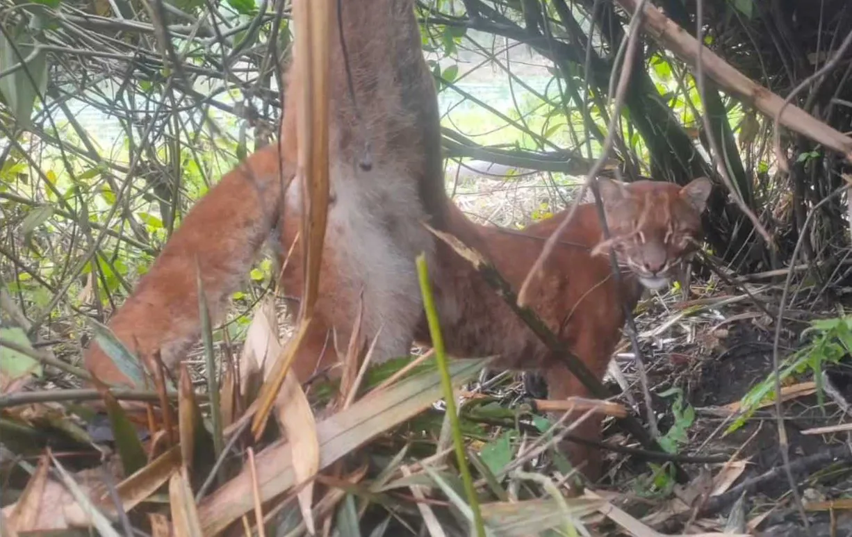 Kucing emas yang terjerat di kaki kanan bagian belakang. | Foto: tangkapan layar BKSDA Sumatera Barat