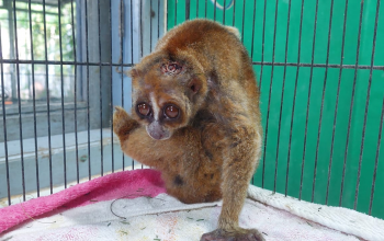 Salah seekor kukang bangka (Nycticebus bancanus) yang diterima Alobi Foundation dengan luka di bagian kepalanya pada Senin (5/8/2024). | Foto: Alobi Foundation