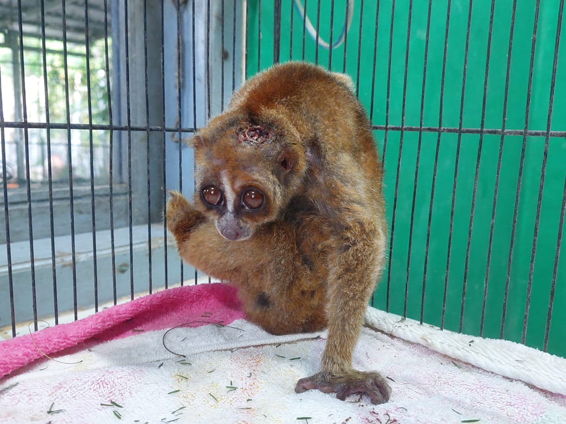 Salah seekor kukang bangka (Nycticebus bancanus) yang diterima Alobi Foundation dengan luka di bagian kepalanya pada Senin (5/8/2024). | Foto: Alobi Foundation