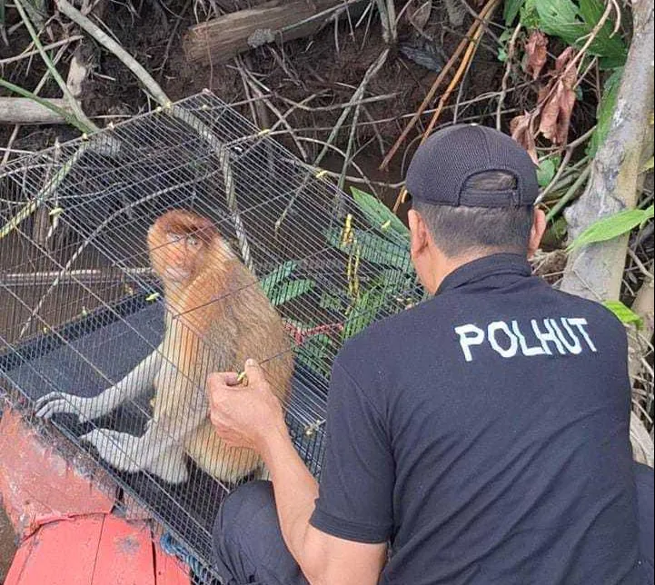 Bekantan yang dievakuasi segera dilepas liar untuk menghindari stres. | Foto: BKSDA Pos Jaga Sampit