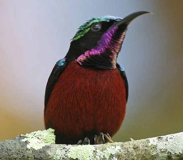 Ilustrasi burung madu pengantin (Leptocoma brasiliana) yang dilepasliarkan di TWA Gunung Baung, Kabupaten Pasuruan, Kamis (15/8/2024). Sumber: Lip Kee Yap/Wikimedia Commons