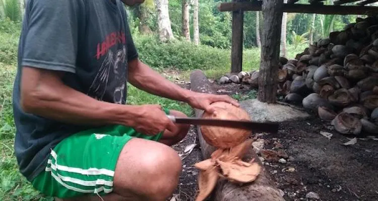 Martin menyiapkan kelapa untuk dijadikan umpan dalam menjerat ketam kenari. | Foto: Apriyanto Latukau/Kieraha.com