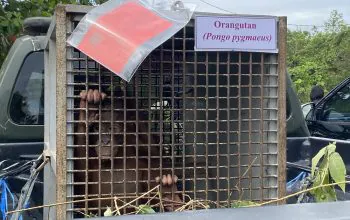 Orangutan kalimantan (Pongo pygmaeus) yang kini berstatus sebagai barang bukti akibat kasus perdagangan yang dilakukan Mulyadi Atet. | Foto: Meizar/Garda Animalia