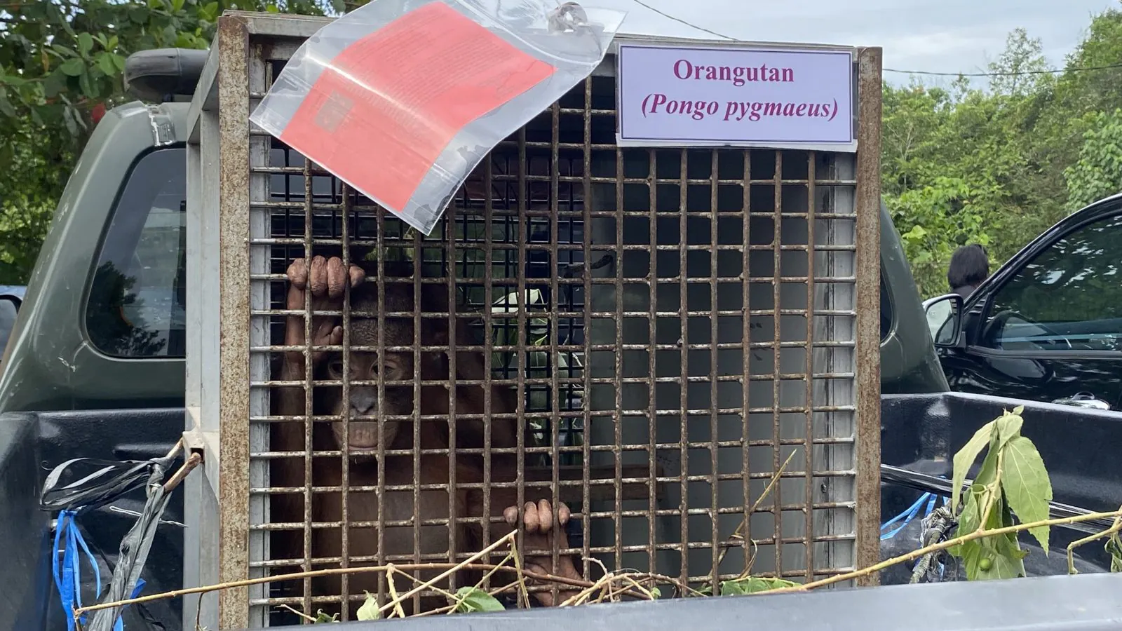 Orangutan kalimantan (Pongo pygmaeus) yang kini berstatus sebagai barang bukti akibat kasus perdagangan yang dilakukan Mulyadi Atet. | Foto: Meizar/Garda Animalia