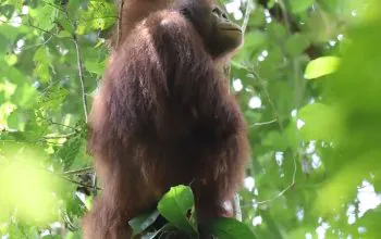 Salah satu orangutan kalimantan (Pongo pygmaeus) yang dilepasliarkan di TNBKDS pada Minggu (28/7/2024) pekan lalu. | Foto: BKSDA Kalimantan Barat/Instagram