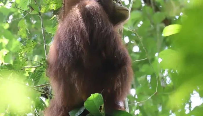 Dua Orangutan Kembali ke Habitatnya di Kapuas Hulu