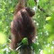 Salah satu orangutan kalimantan (Pongo pygmaeus) yang dilepasliarkan di TNBKDS pada Minggu (28/7/2024) pekan lalu. | Foto: BKSDA Kalimantan Barat/Instagram