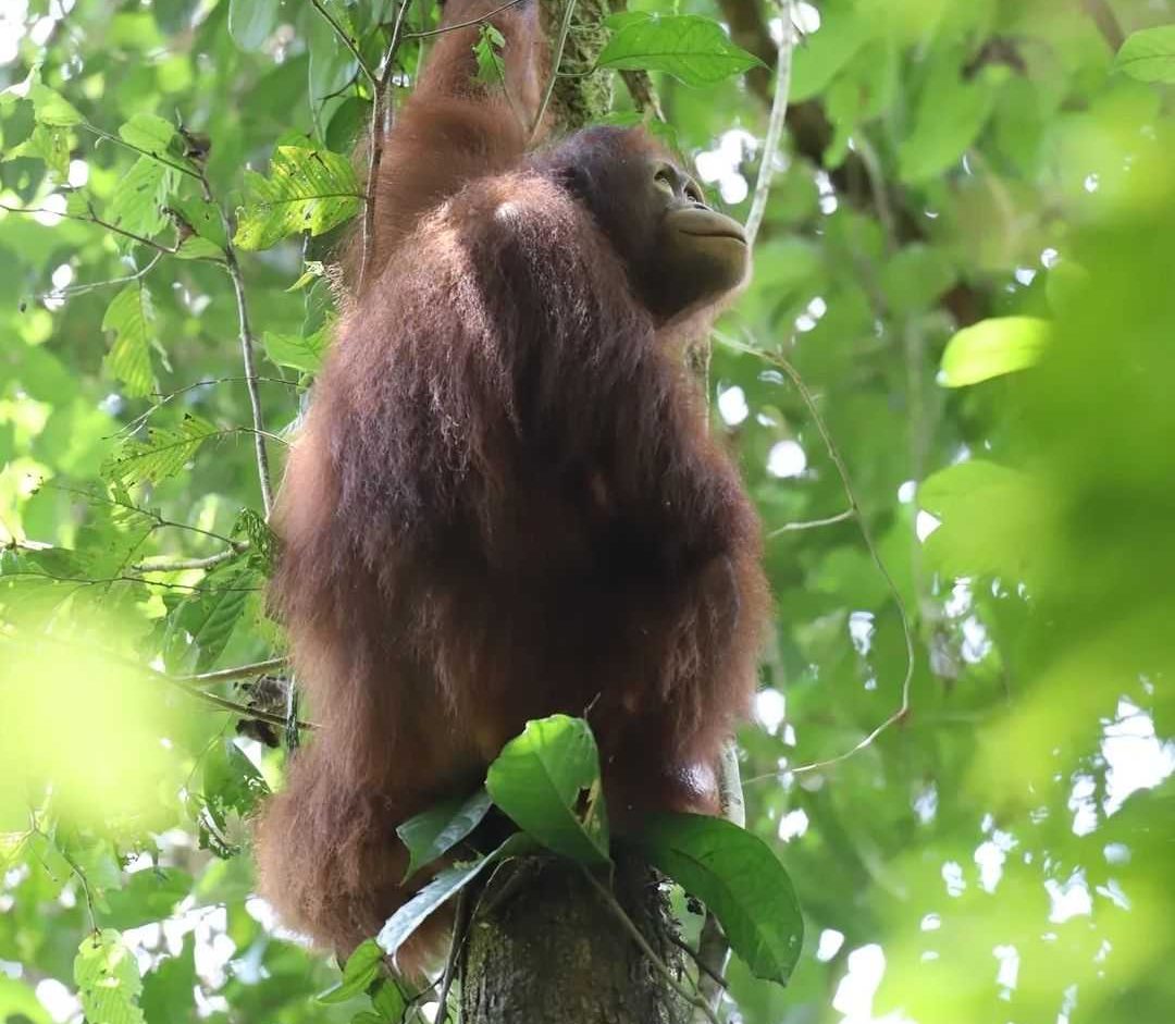 Salah satu orangutan kalimantan (Pongo pygmaeus) yang dilepasliarkan di TNBKDS pada Minggu (28/7/2024) pekan lalu. | Foto: BKSDA Kalimantan Barat/Instagram