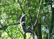 Lima Owa Jawa Pulang ke Gunung Puntang