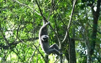 Owa jawa yang dilepasliarkan di kawasan Gunung Puntang. | Foto: Pertamina EP Subang Field diunduh dari laman Jawa Pos