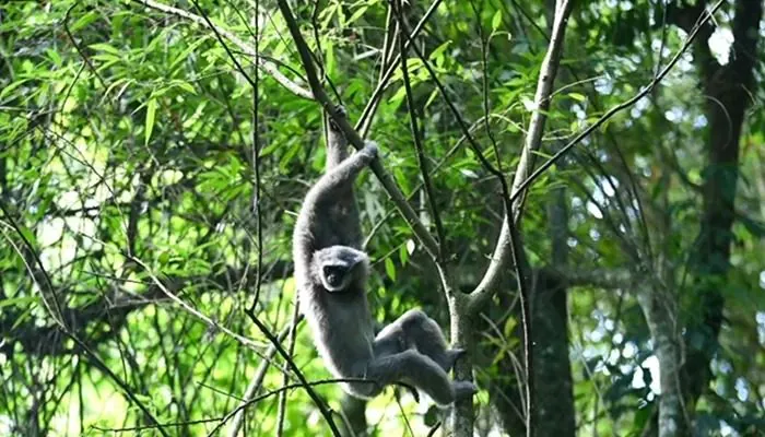 Lima Owa Jawa Pulang ke Gunung Puntang