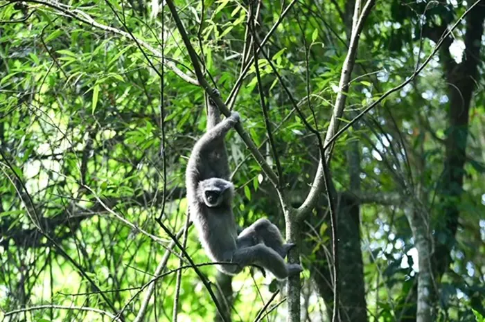 Owa jawa yang dilepasliarkan di kawasan Gunung Puntang. | Foto: Pertamina EP Subang Field diunduh dari laman Jawa Pos