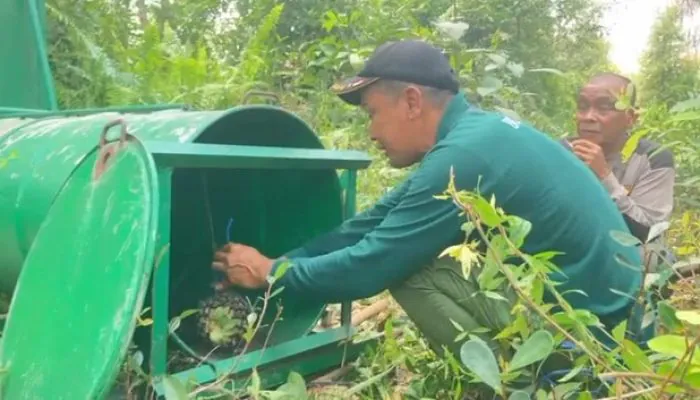 Tiga Hari Perangkap Terpasang, BKSDA Ceritakan Tantangan Mengevakuasi Beruang Madu