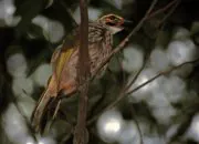 Burung cucak rawa (Pycnonotus zeylanicus). | Foto: Bernard DUPON/Wikimedia Commons