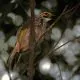 Burung cucak rawa (Pycnonotus zeylanicus). | Foto: Bernard DUPON/Wikimedia Commons