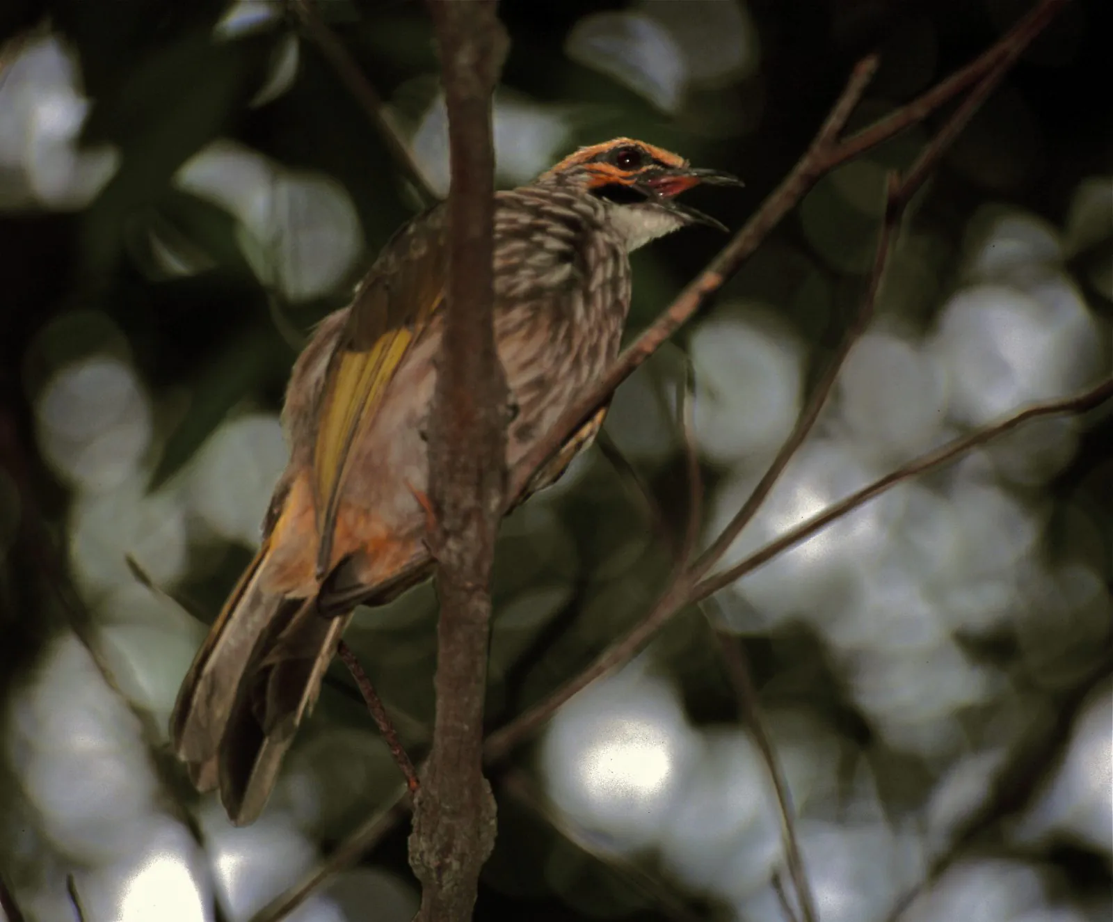 Burung cucak rawa (Pycnonotus zeylanicus). | Foto: Bernard DUPON/Wikimedia Commons