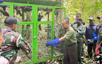 Satwa liar yang diamankan saat operasi gabungan. Seluruhnya sudah dicek kesehatannya dan dinilai bersifat liar sehingga dapat dilepas liar. | Foto: Instagram BBKSDA Papua Barat