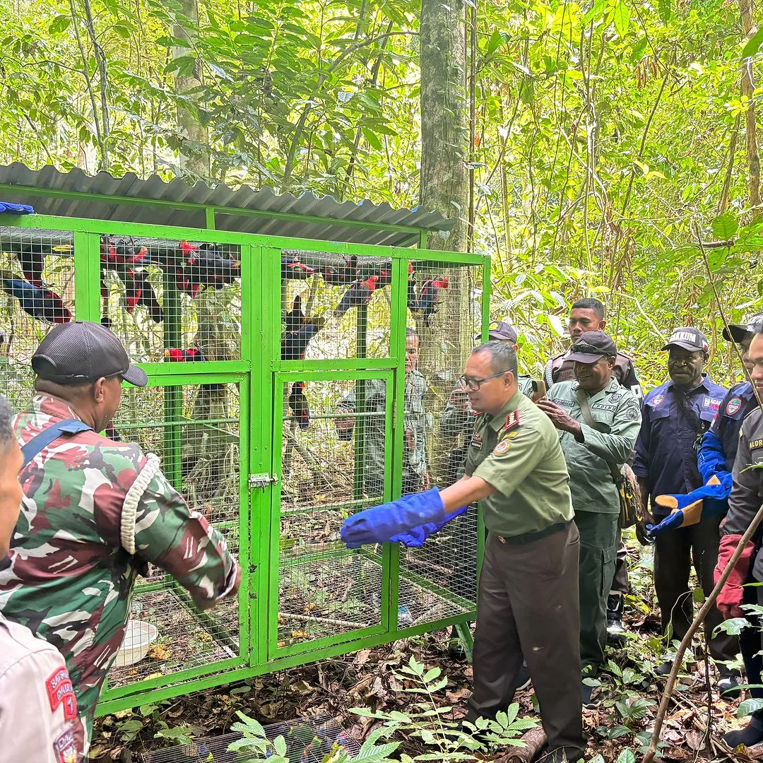 Satwa liar yang diamankan saat operasi gabungan. Seluruhnya sudah dicek kesehatannya dan dinilai bersifat liar sehingga dapat dilepas liar. | Foto: Instagram BBKSDA Papua Barat